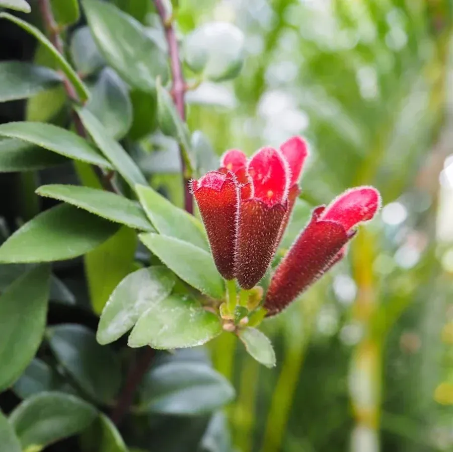 Aeschynanthus ‘Caro’ , Eschinanto, Lipstick Plant, Pianta Rossetto - basket Ø12 cm