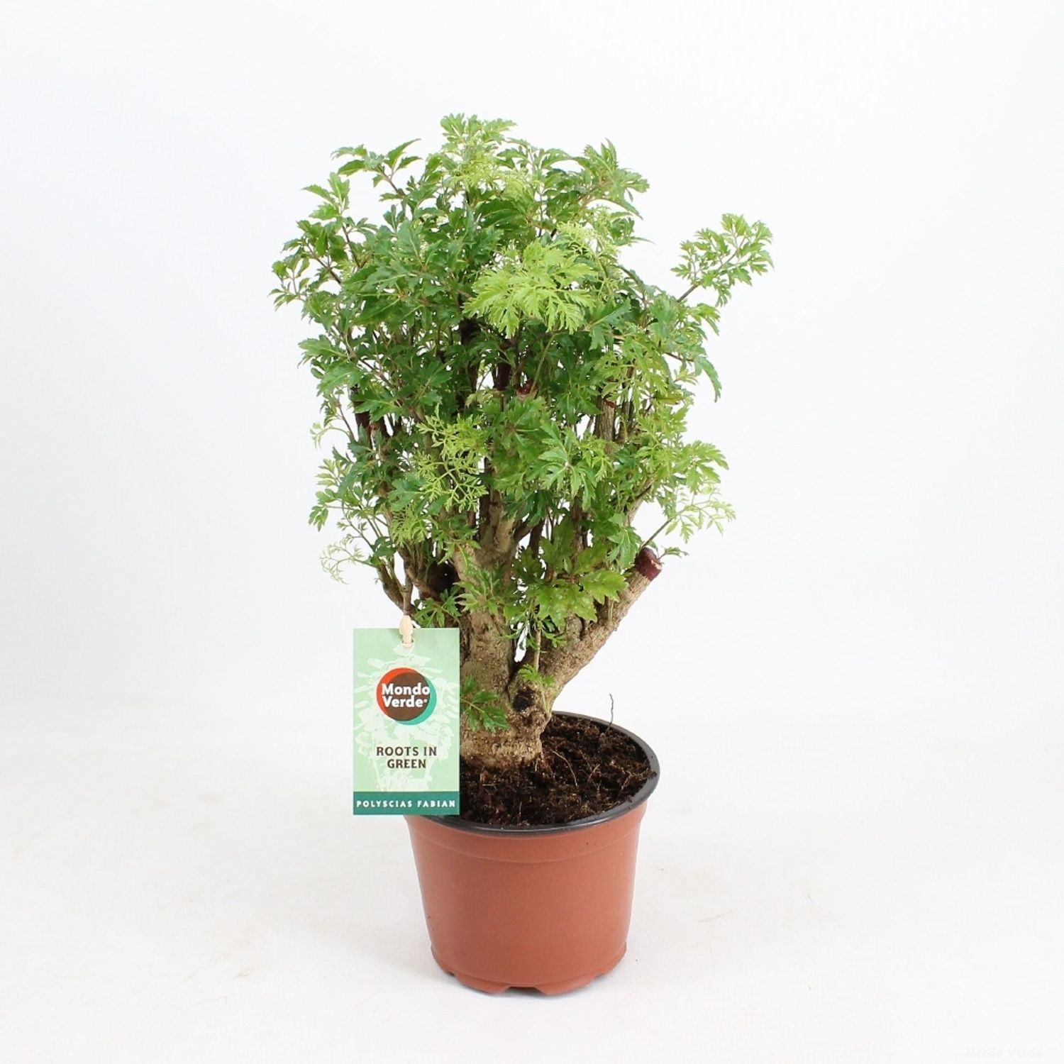 Polyscias hawaiiana ‘Ming’ - vaso Ø12 cm Polyscias hawaiiana ‘Ming’ - vaso Ø12 cm