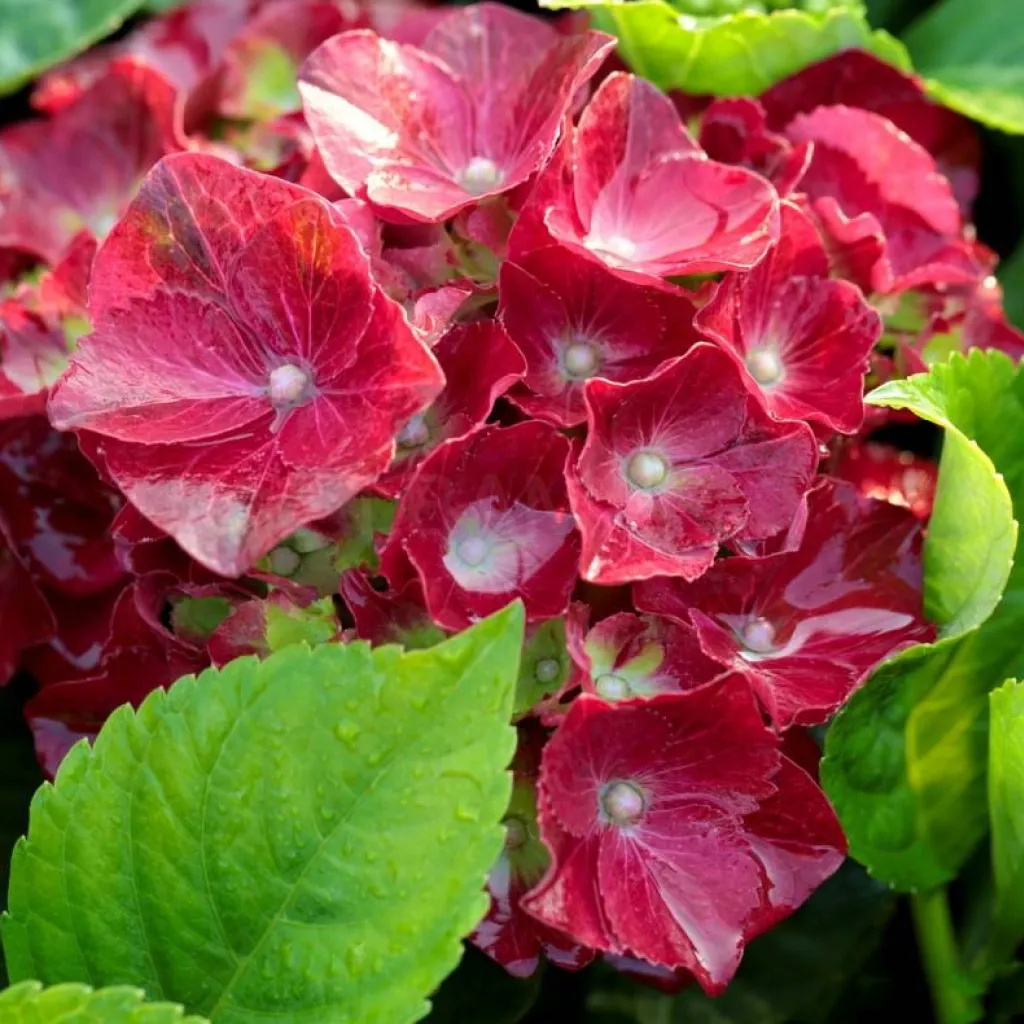 Hydrangea macrophylla Hi tornado - vaso Ø22 cm Hydrangea macrophylla Hi tornado - vaso Ø22 cm