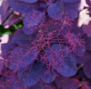 Cotinus coggygria Winecraft black, scotano - vaso Ø18 cm