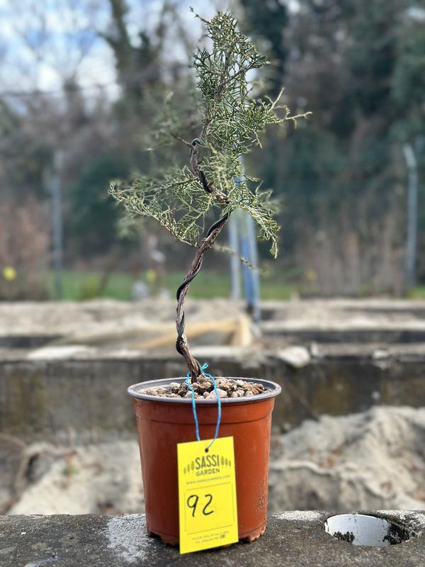 Ginepro fenicio Pezzo Unico n. 92 - h 35 cm PREBONSAI, BONSAI Ginepro fenicio Pezzo Unico n. 92 - h 35 cm PREBONSAI, BONSAI