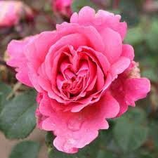 Rosa Grandi Fiori Rosa ‘Eudora’' ®, Rose - vaso Ø19 cm Rosa Grandi Fiori Rosa ‘Eudora’' ®, Rose - vaso Ø19 cm