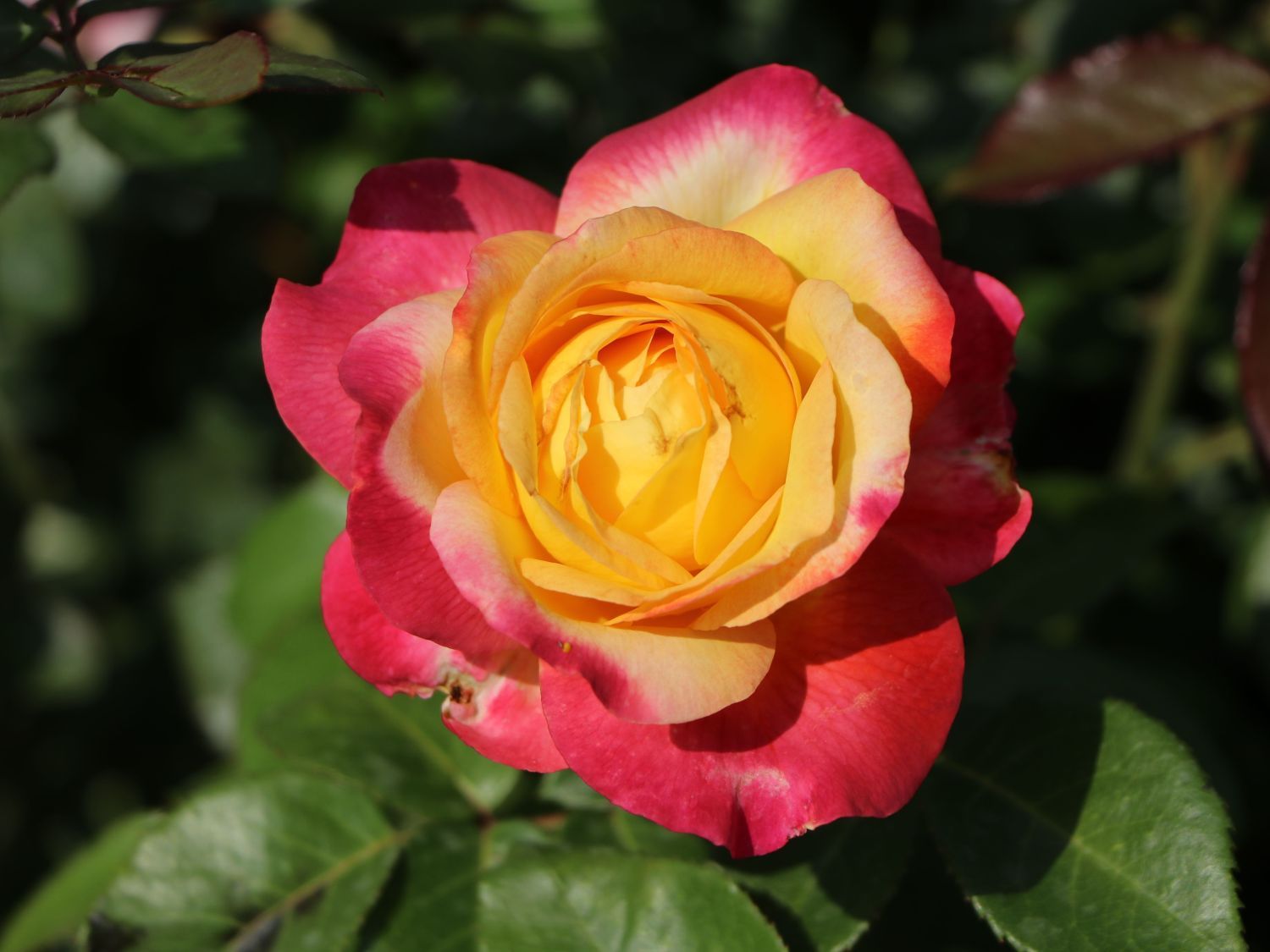 Rosa Rose, Grandi Fiori, Meilland Rosa ‘Oriental Peace ®’ - Vaso 18 Rosa Rose, Grandi Fiori, Meilland Rosa ‘Oriental Peace ®’ - Vaso 18