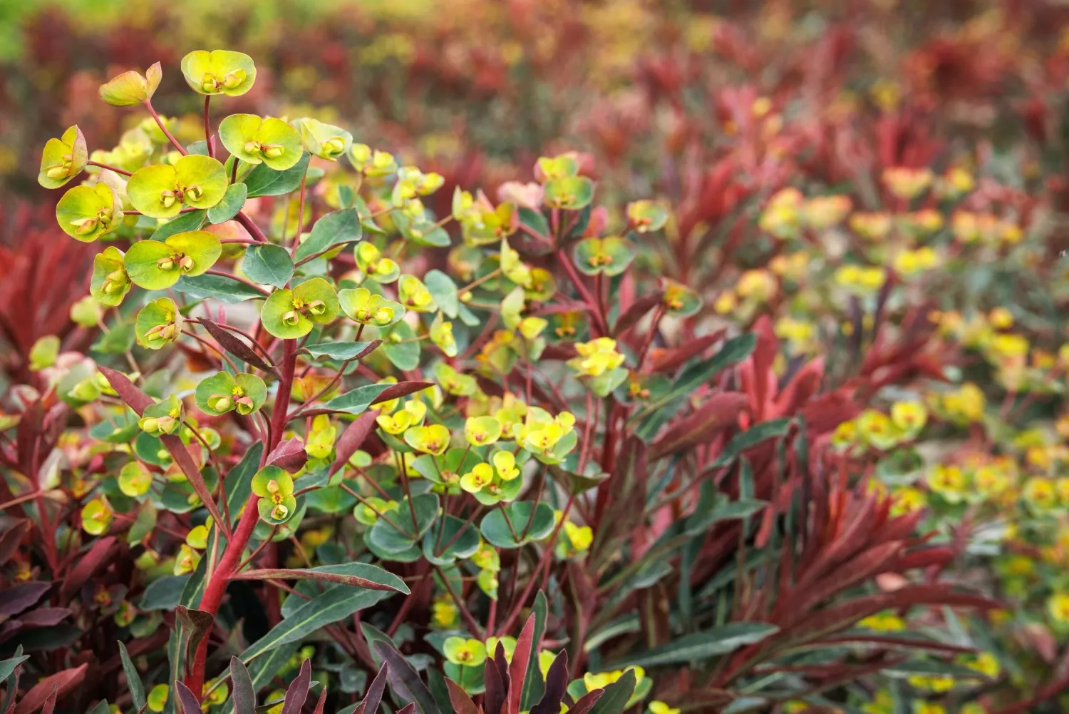 Euphorbia ‘Miner’s Merlot’ Euforbia delle balze - vaso Ø17 cm