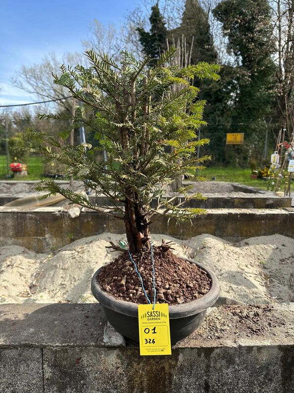 Tasso, Taxus baccata, Pezzo Unico n. 01-326 - h 60 cm PREBONSAI, BONSAI Tasso, Taxus baccata, Pezzo Unico n. 01-326 - h 60 cm PREBONSAI, BONSAI