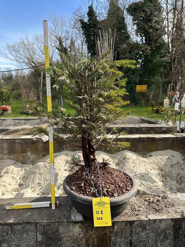 Tasso, Taxus baccata, Pezzo Unico n. 01-326 - h 60 cm PREBONSAI, BONSAI