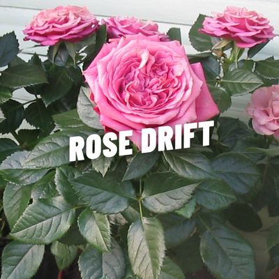 ROSE DRIFT