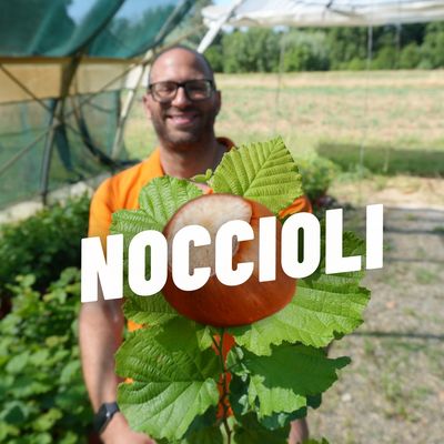 NOCCIOLI