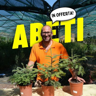 3 ABETI IN OFFERTA