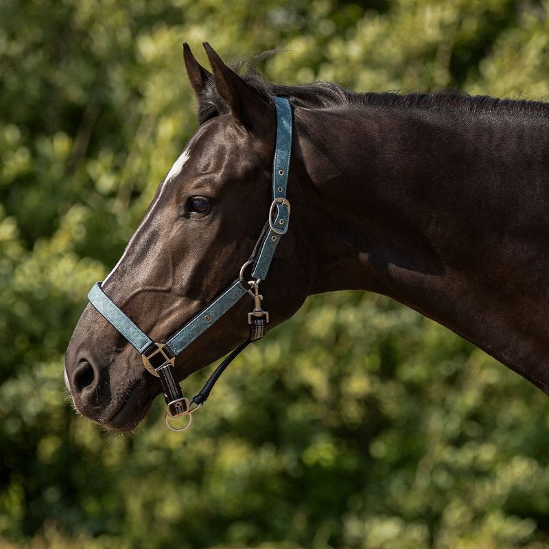 Duo licol et longe Palm green - QHP