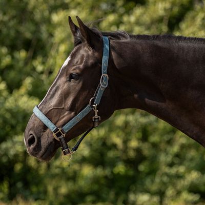 Duo licol et longe Palm green - QHP Duo licol et longe Palm green - QHP