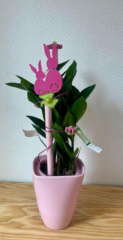 Zamioculcas décoré