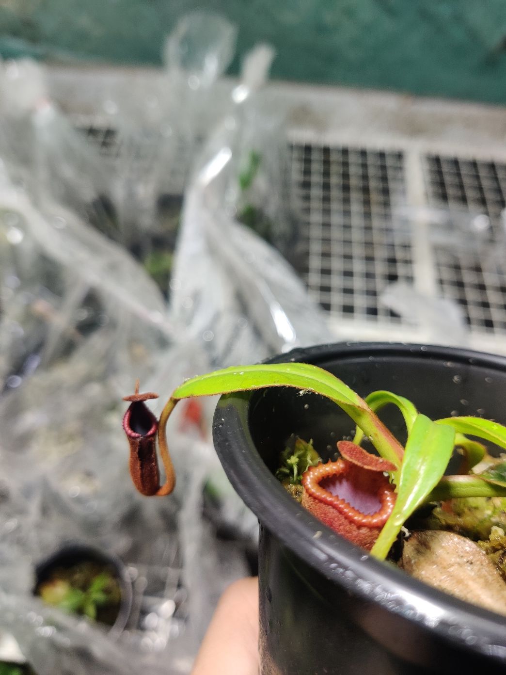 ⛰ Nepenthes – Highland Species (Cool-Growing Tropical Pitcher Plant)