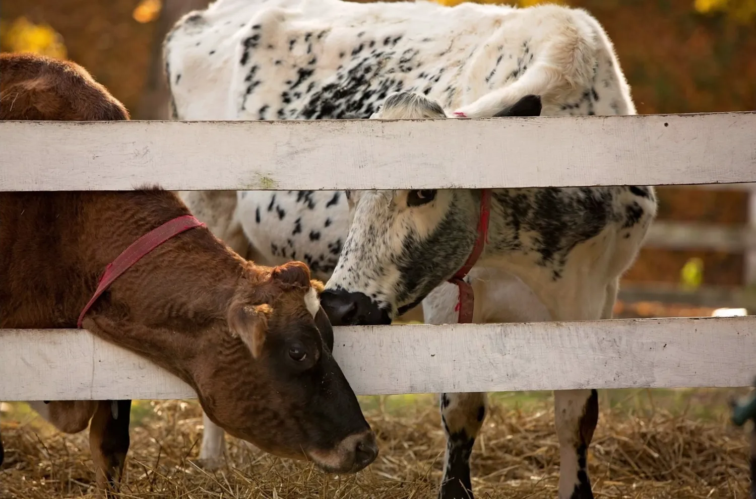 Hillside 20th Anniversary Celebration Dinner