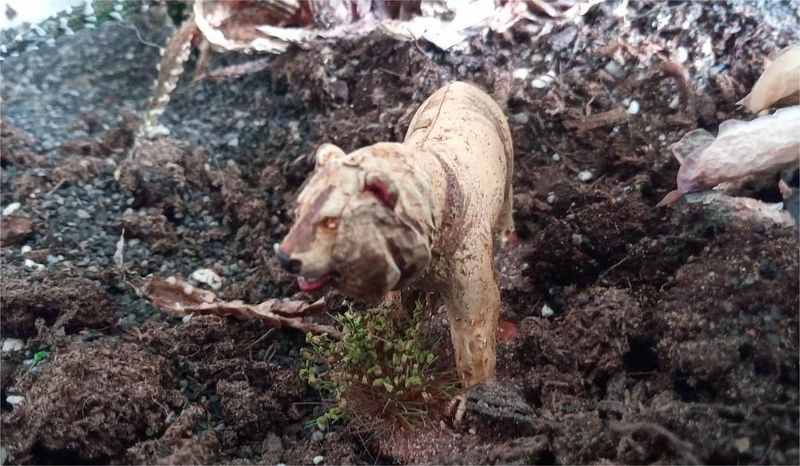 PD2061 28mm Cave lion