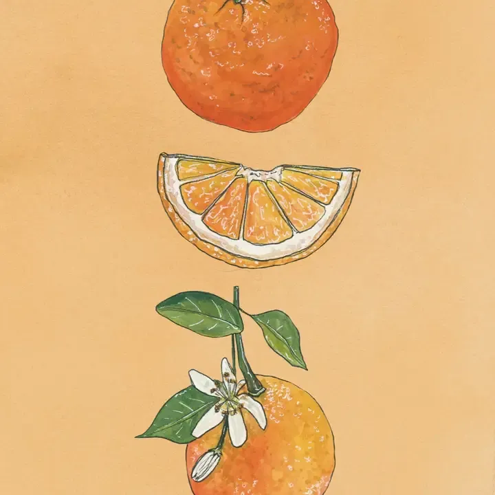 Oranges Art Print - 8x10