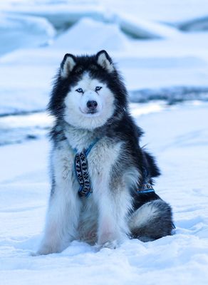 Dutch Husky Merchandise