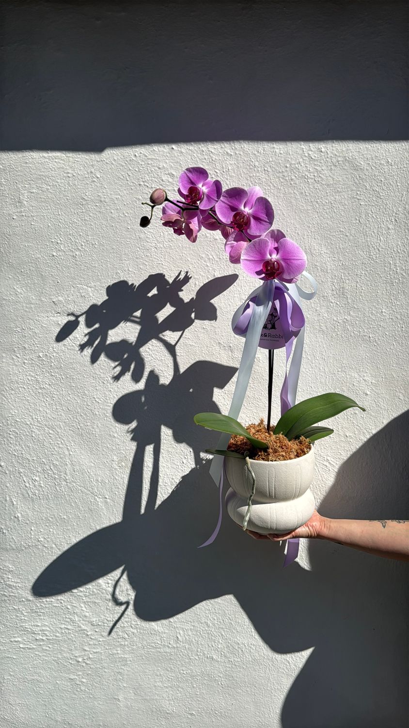 Potted Orchid