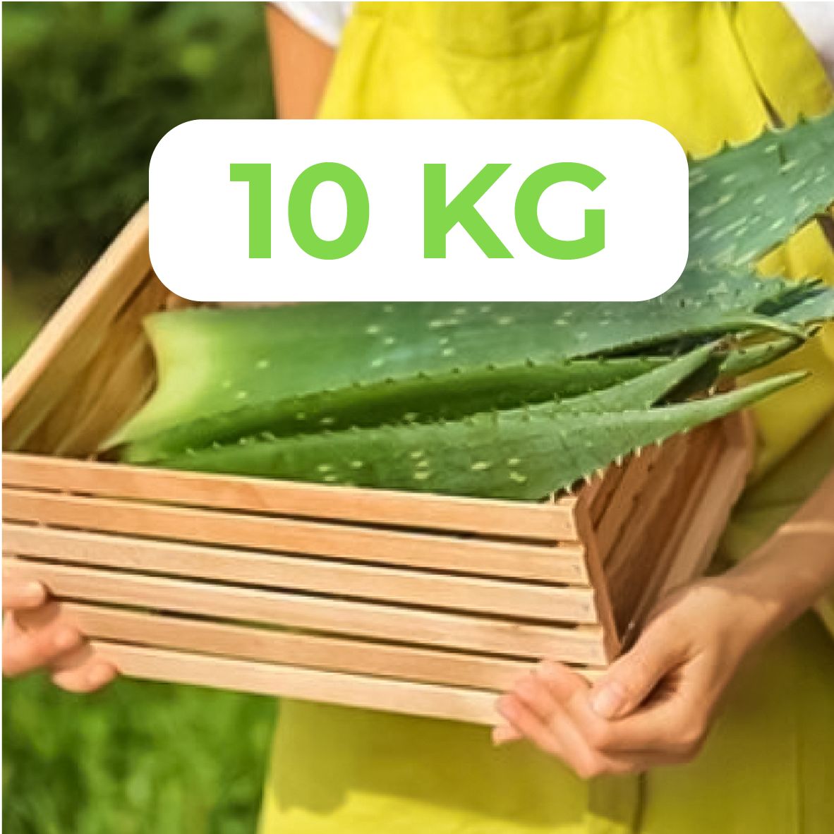Organic Aloe Vera Leaves 10.0kg Option