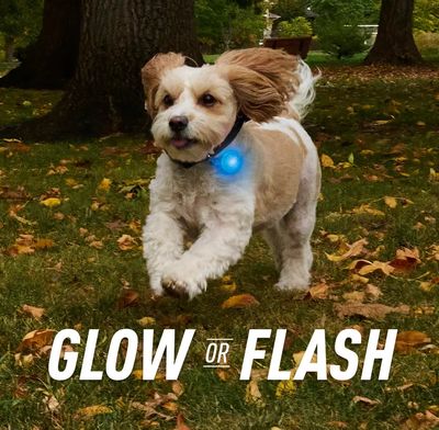 Nite Ize Spotlit Rechargeable Collar Light Nite Ize Spotlit Rechargeable Collar Light