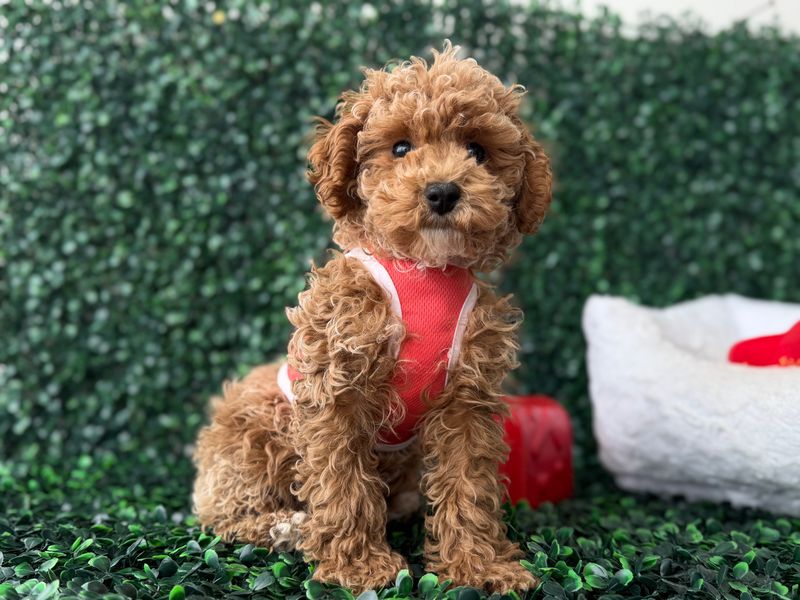 Toy poodle Male  11 weeks old  AKC registered  Ref#1136