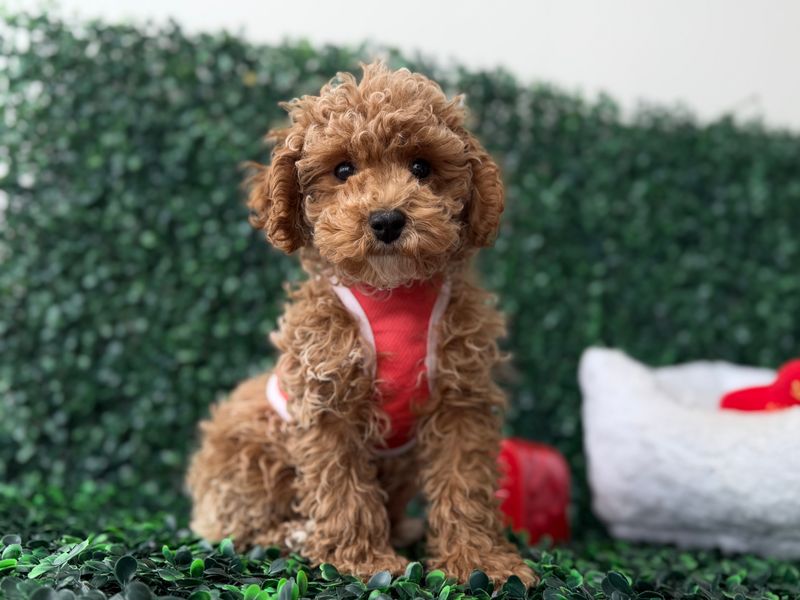 Toy poodle Male  11 weeks old  AKC registered  Ref#1136