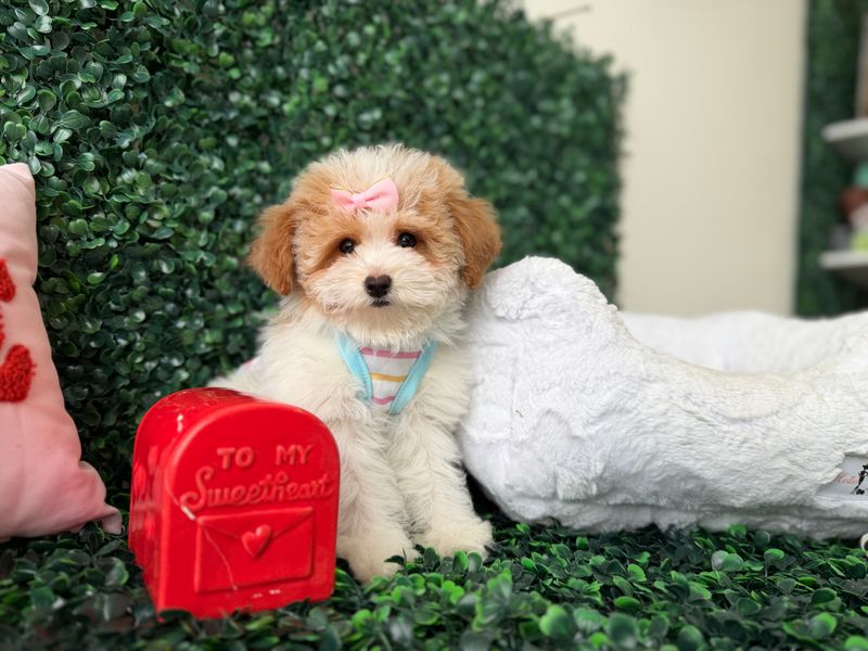Maltipoo Female   10 weeks old     Ref#1139