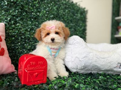 Maltipoo Female   10 weeks old     Ref#1139