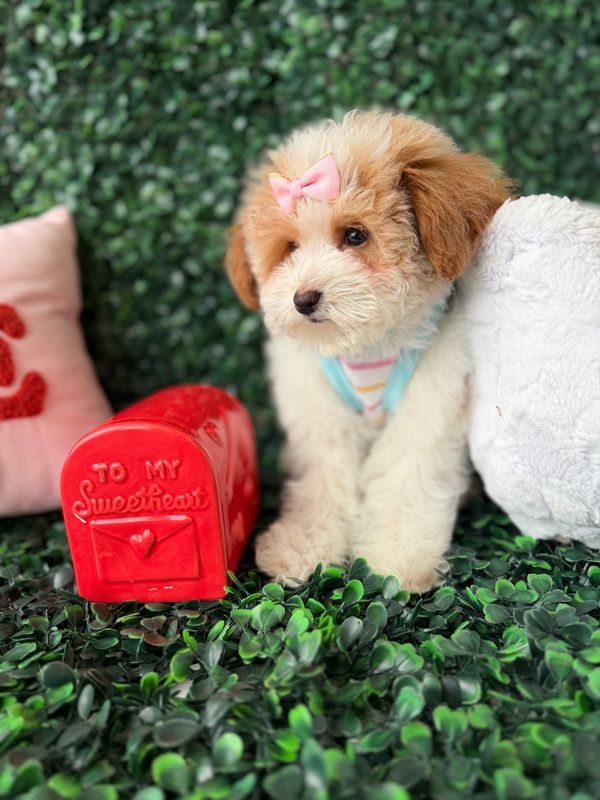 Maltipoo Female   10 weeks old     Ref#1139