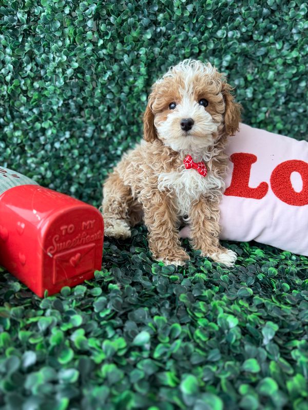 Maltipoo Male 10 weeks old      Ref#1140