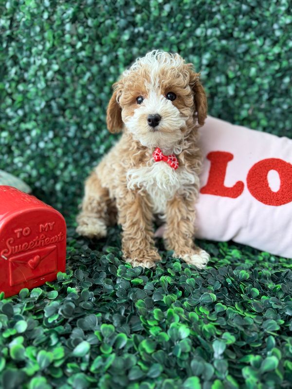 Maltipoo Male 10 weeks old      Ref#1140