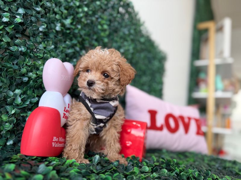 Tiny Toy Poodle Male 8 weeks old  AKC registered  Ref #1141