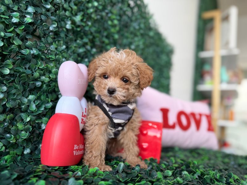 Tiny Toy Poodle Male 8 weeks old  AKC registered  Ref #1141