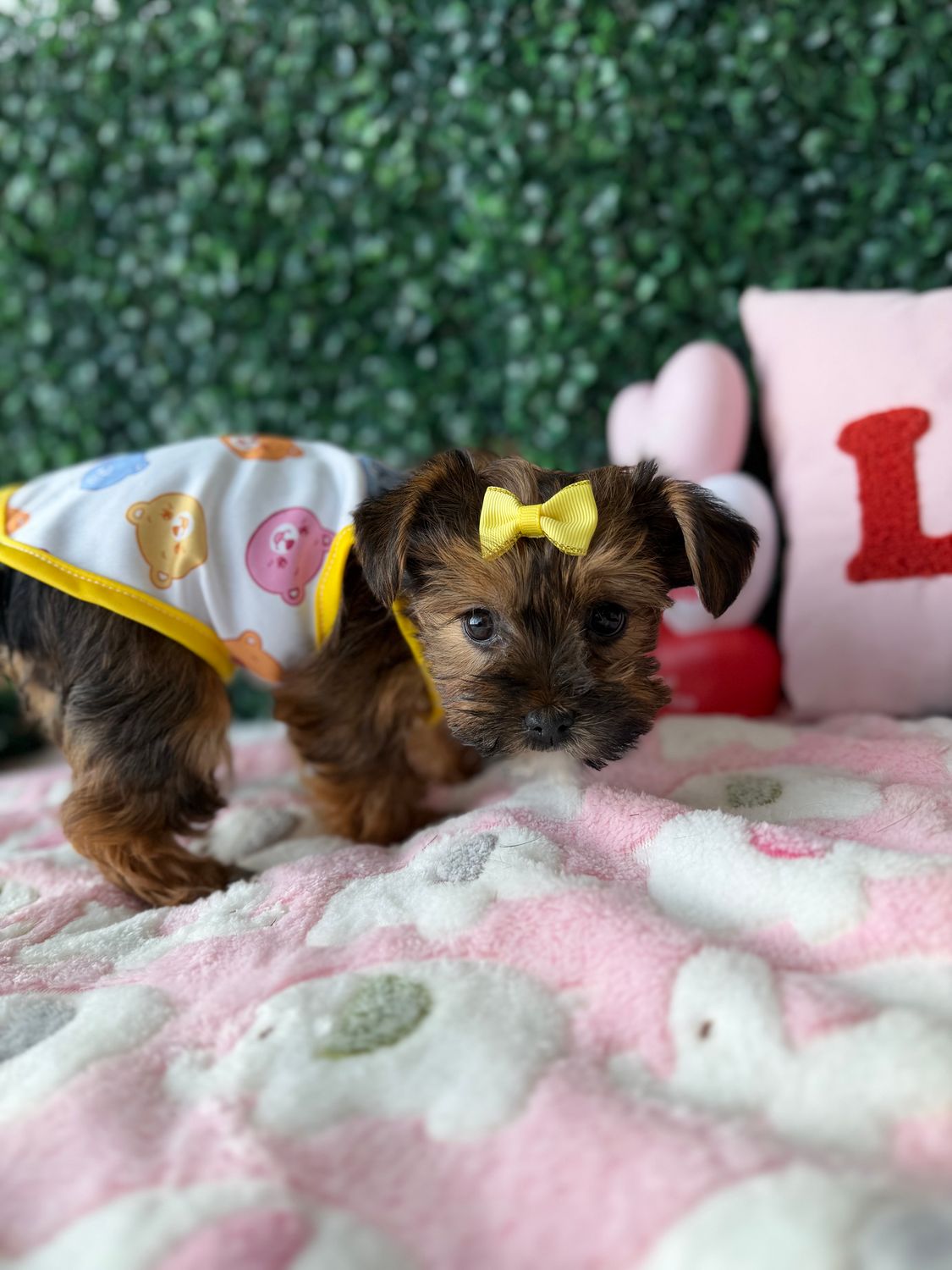 Tiny Female Shorkie  8 weeks old Ref# 1142