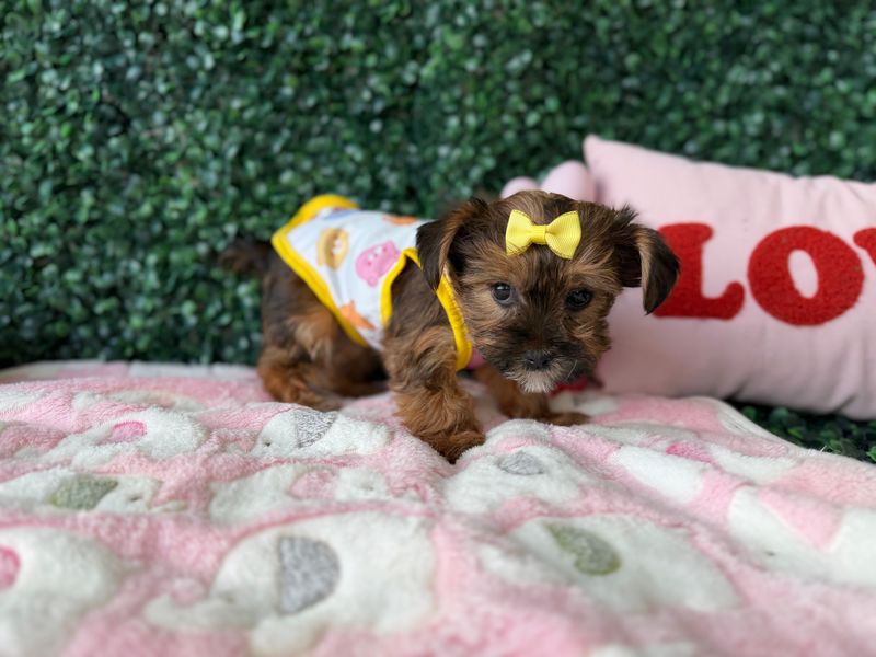 Tiny Female Shorkie  8 weeks old Ref# 1142