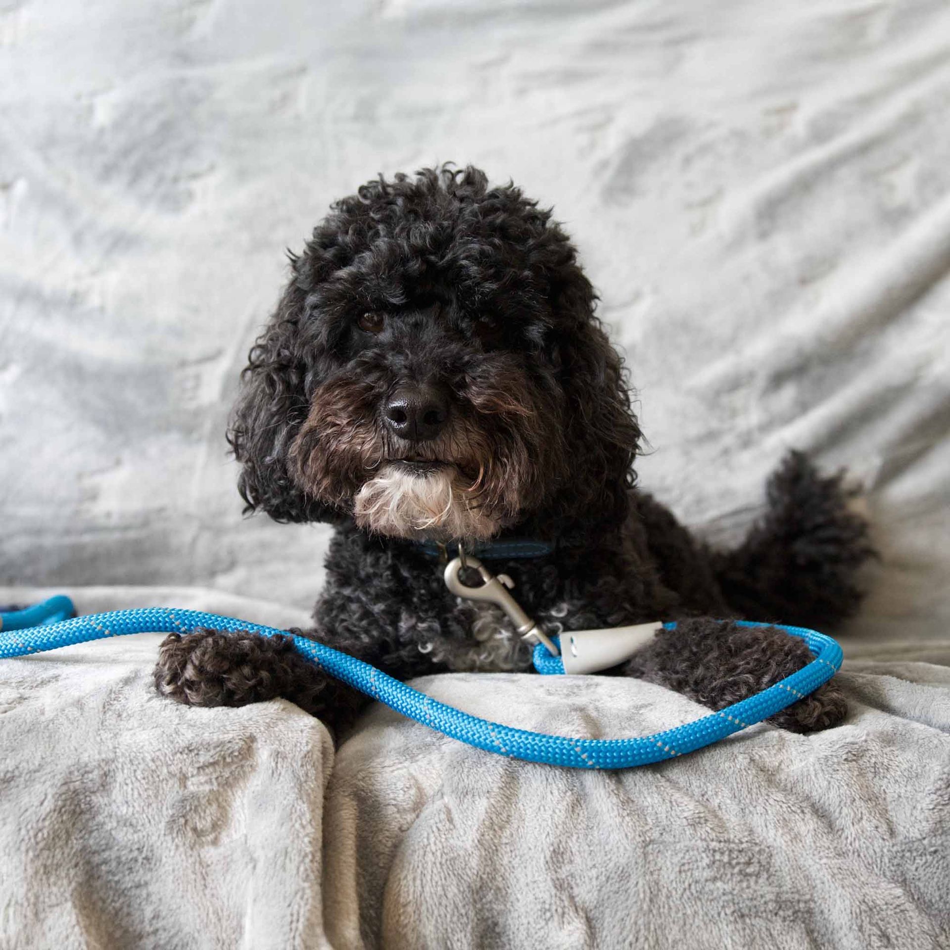 Viva Rope Lead Reflective