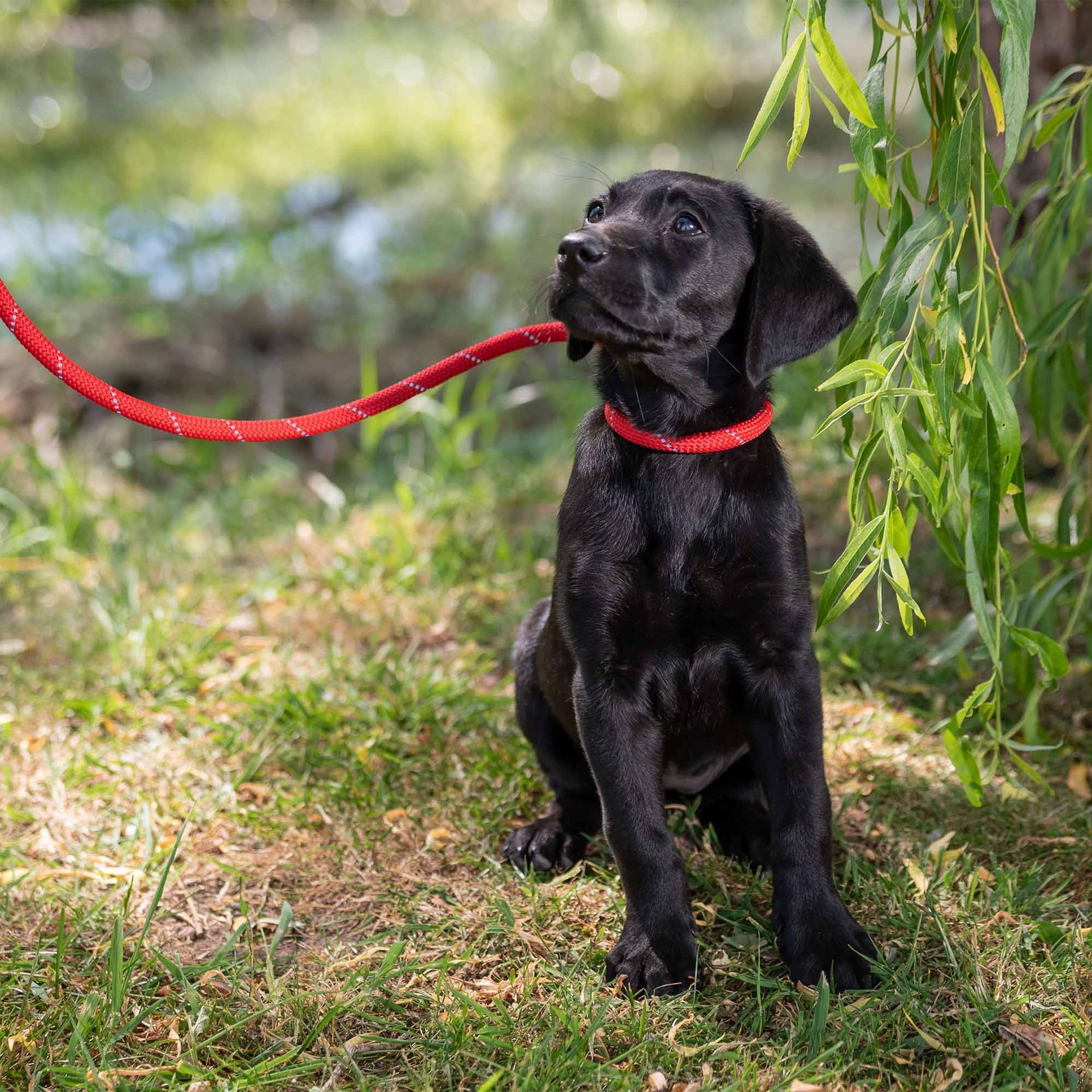 Viva Rope Slip Reflective