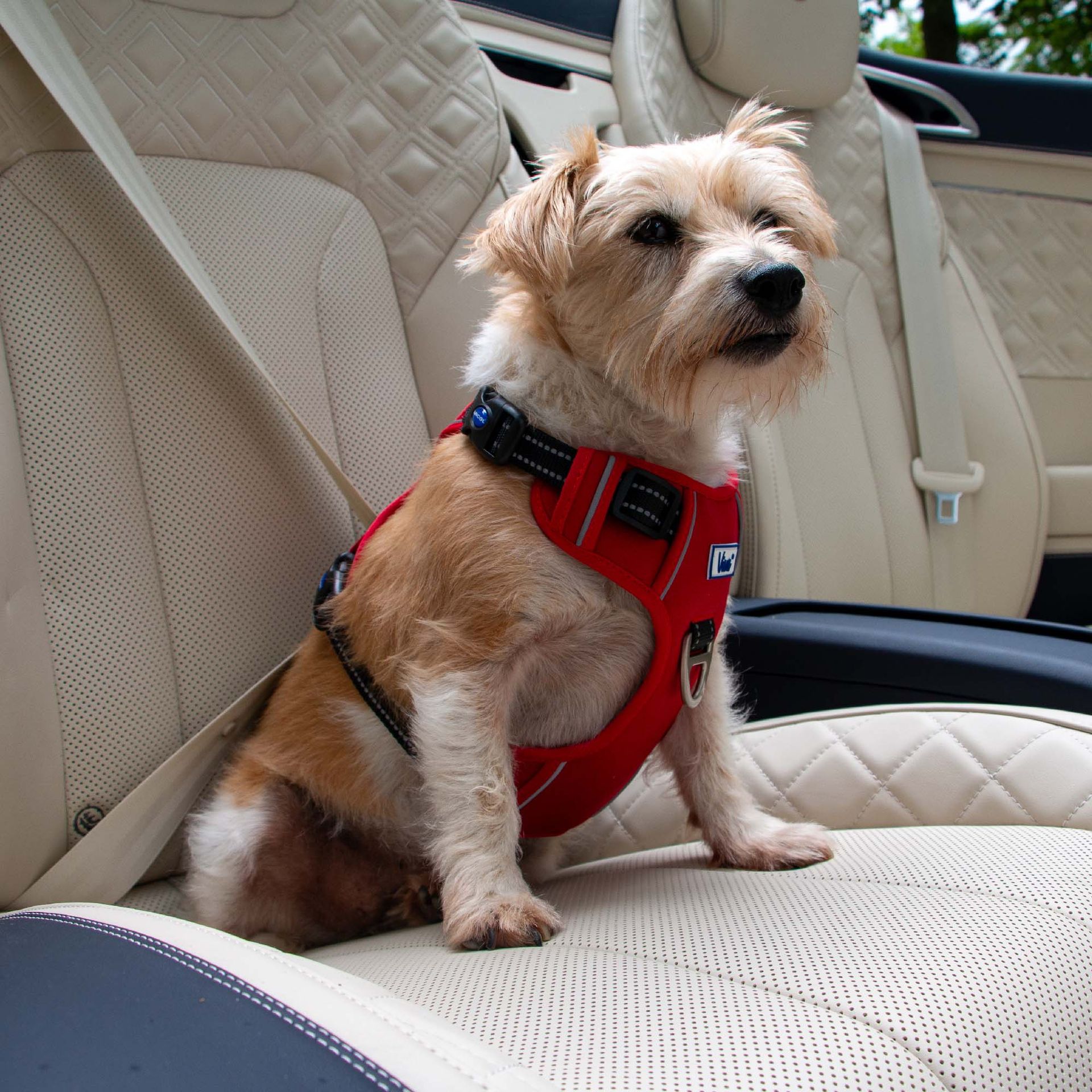 Viva Exercise & Travel Harness