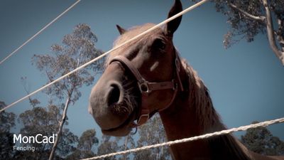 Horse Fence