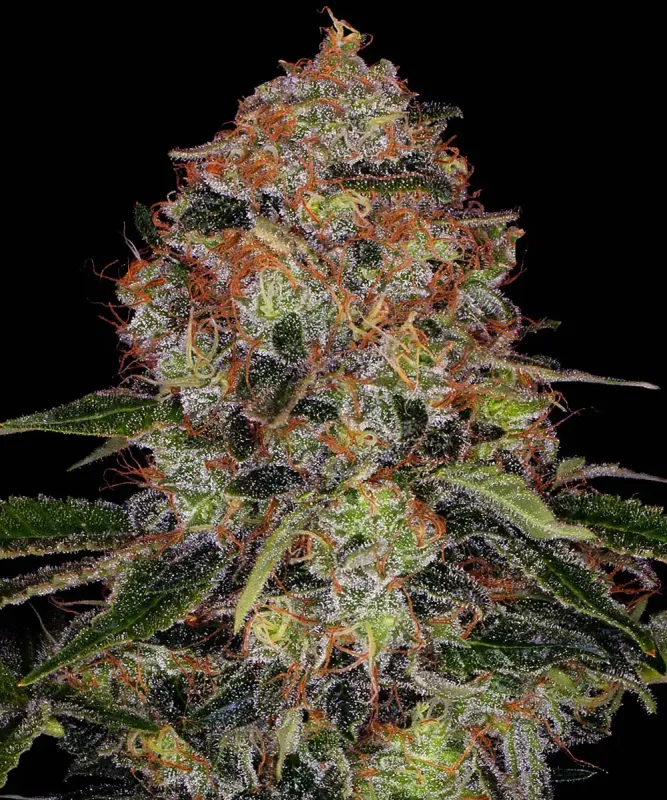 "Barney's Farm" Shiskaberry Feminisiert - 5 Samen