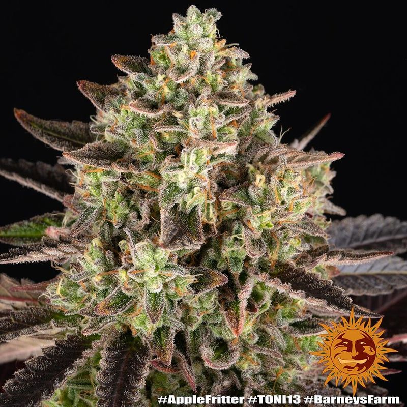 "Barney's Farm" Apple Fritter Feminisiert - 5 Samen