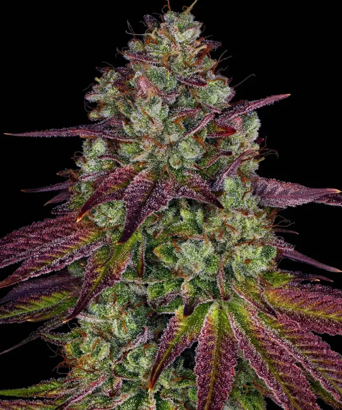 "Barney's Farm" Mimosa EVO Feminisiert - 5 Samen