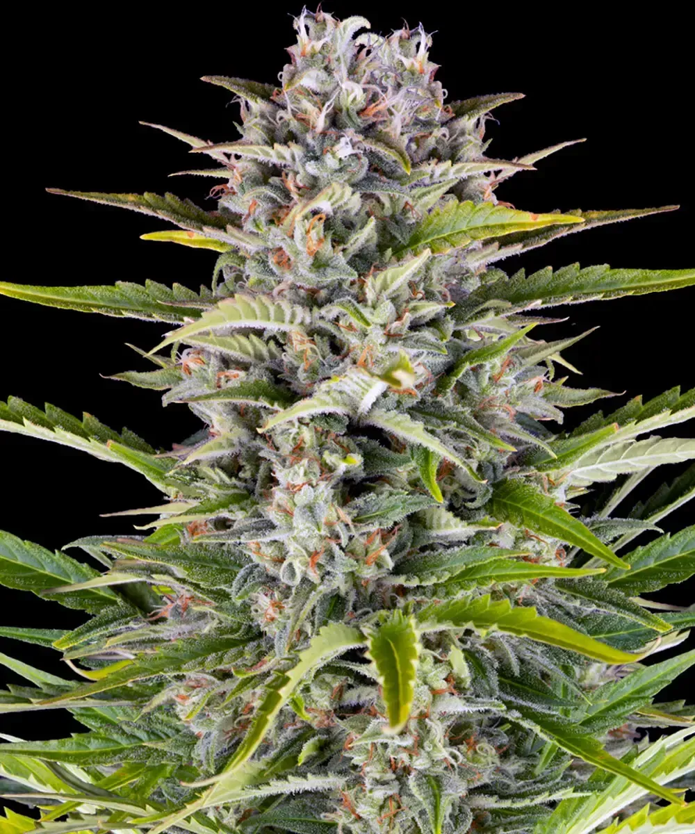 "Barney's Farm" Gorilla Zkittlez Automatik - 5 Samen