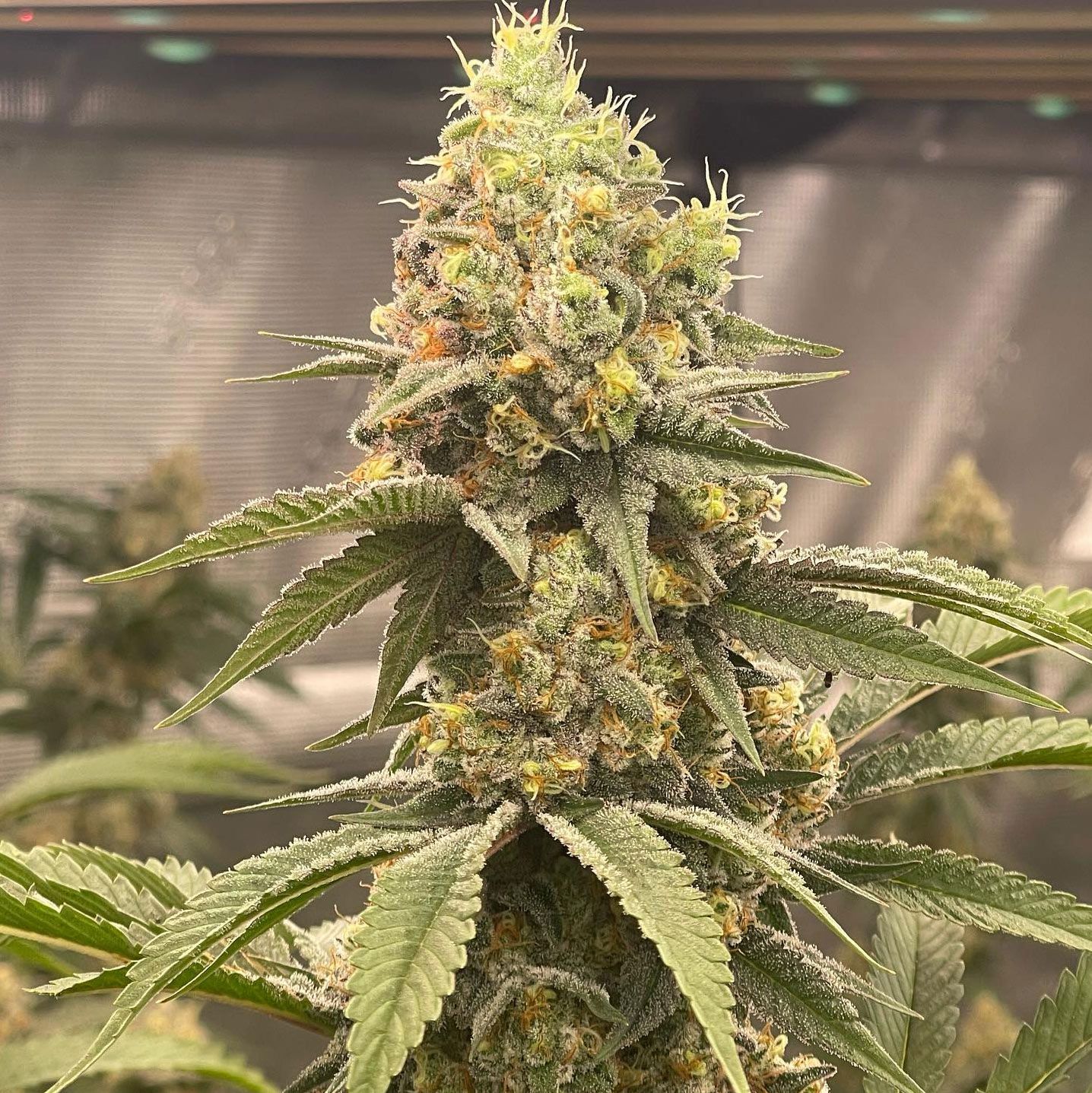 "Pax Genetix" Lemon Autoflower Seeds 3+1 Stück