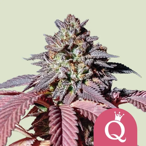 "Royal Queen Seeds" Purple Queen Feminisiert - 3 Samen