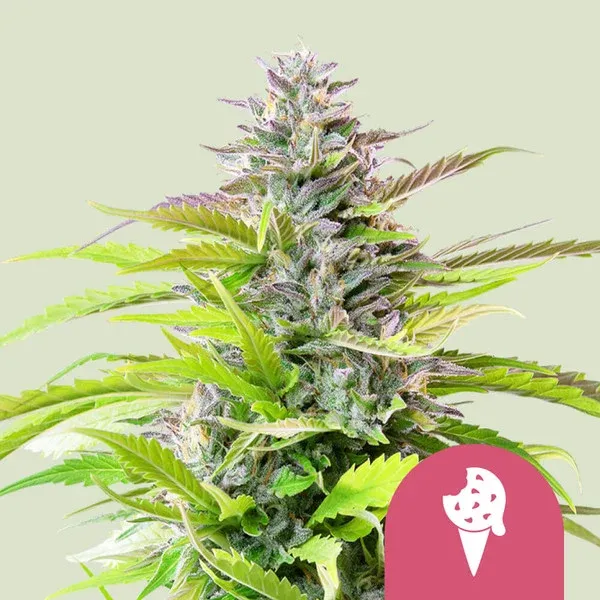 "Royal Queen Seeds" Cookies Gelato Feminisiert - 3 Samen