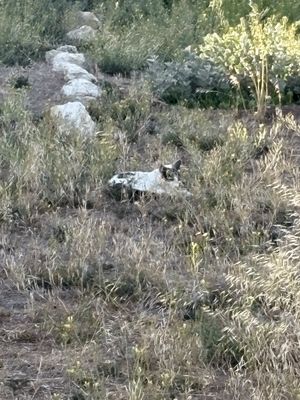 Private Art Gallery / Outdoor Sculpture garden : The Night Club / 'The Night club' (electronic dance music, art, fashion, health and wellbeing hub) Australia - Deutschland.