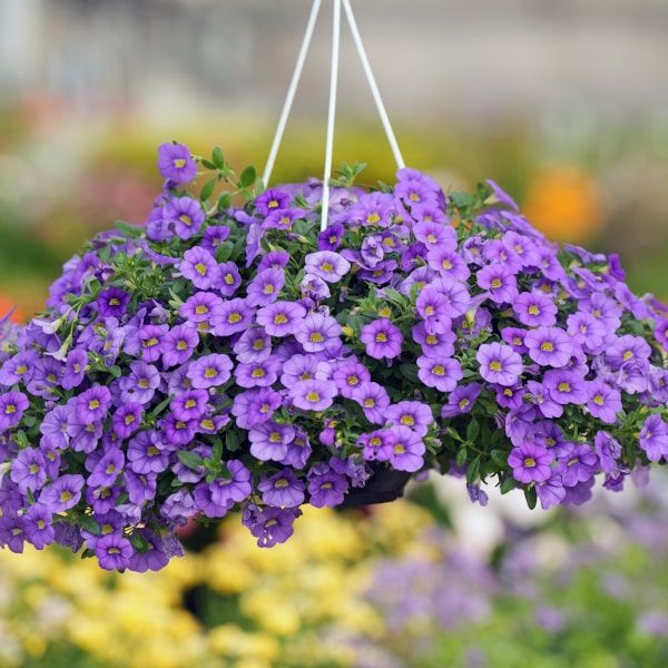 Calibrachoa 'Colibri Dark Lavender' Calibrachoa 'Colibri Dark Lavender'