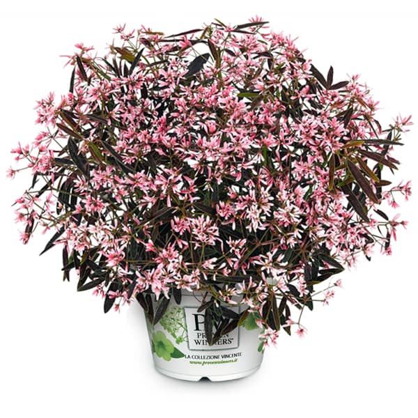 Euphorbia 'Shades in Pink'