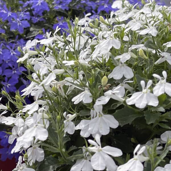 Lobelia 'Africo White Cloud'